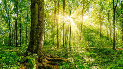 State Forest Management Centre