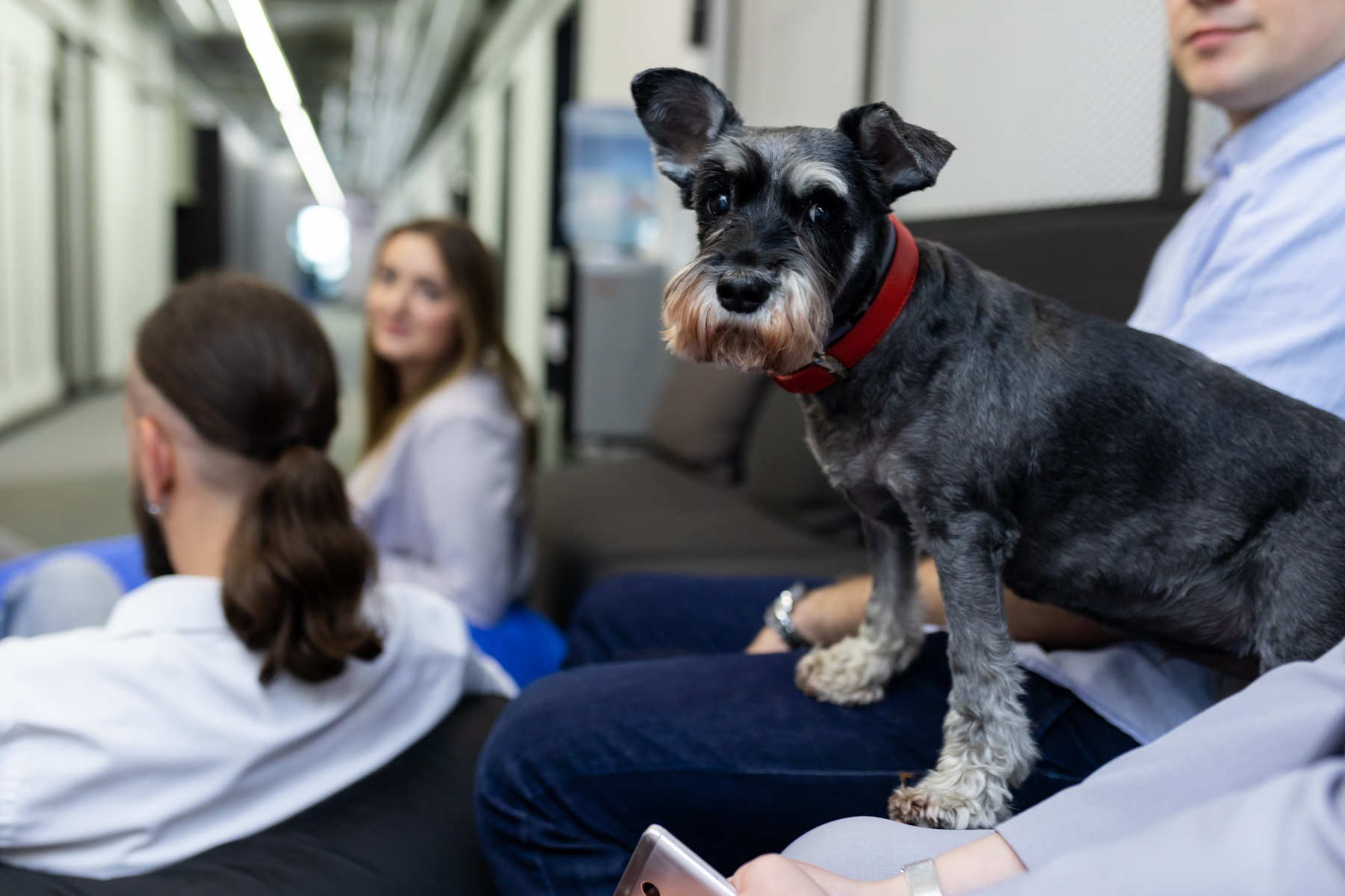 software development office dog